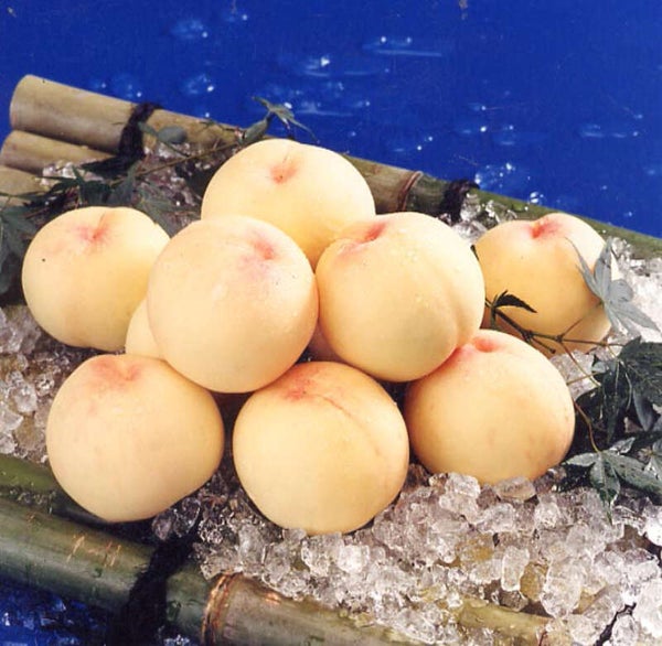 【福井県内発】 岡山名産!白桃食べ放題 と倉敷・蒜山・ 湯原温泉2日間~白桃1箱(3玉持ち帰り付)~1